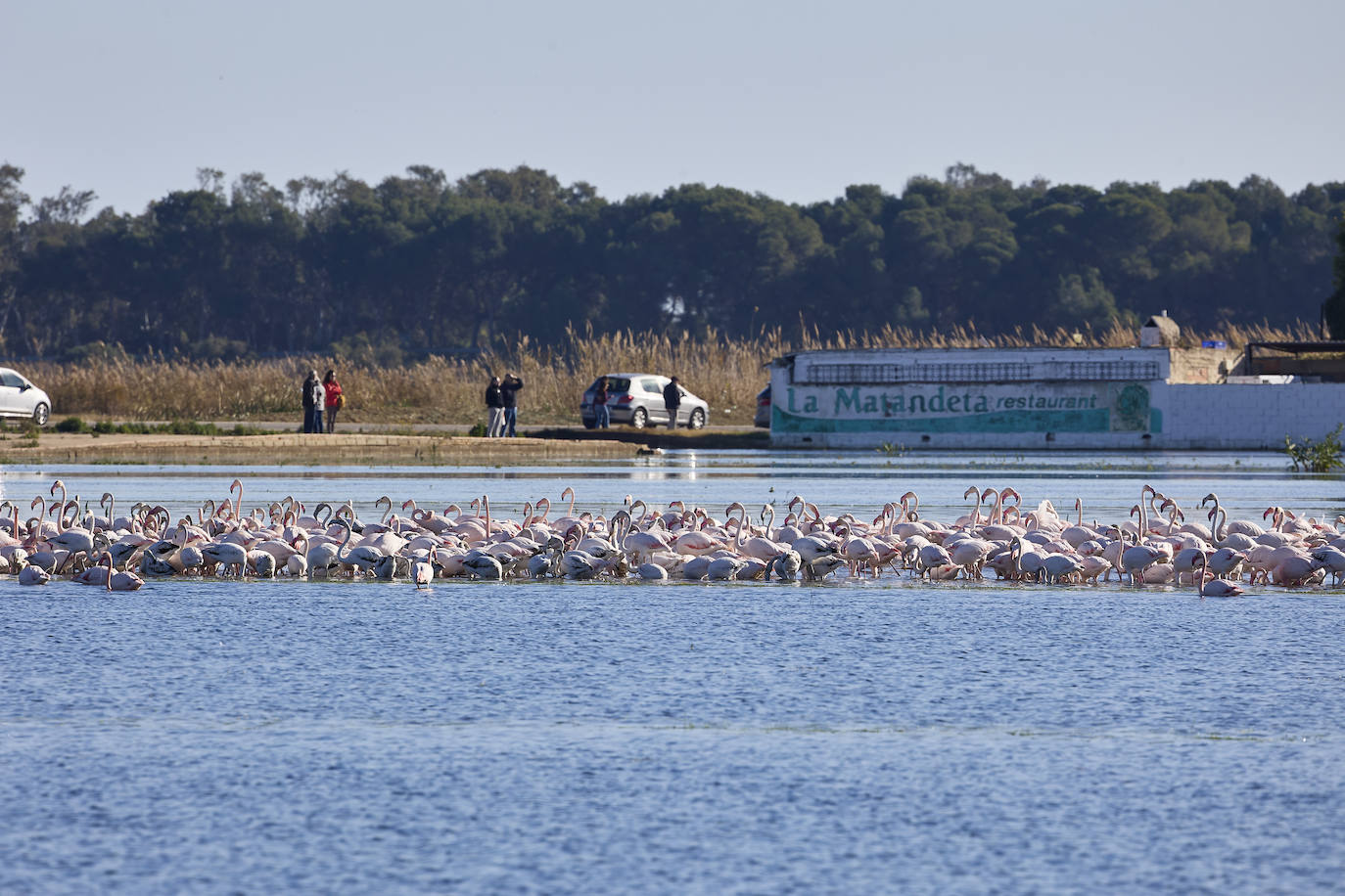 Los flamencos vuelven a la Albufera