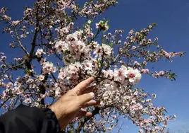 Almendros en flor en el mes de enero de 2008 en un campo de Elda.