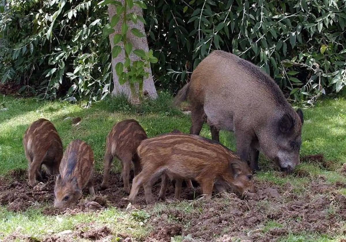 Una jabalí con sus jabatos.