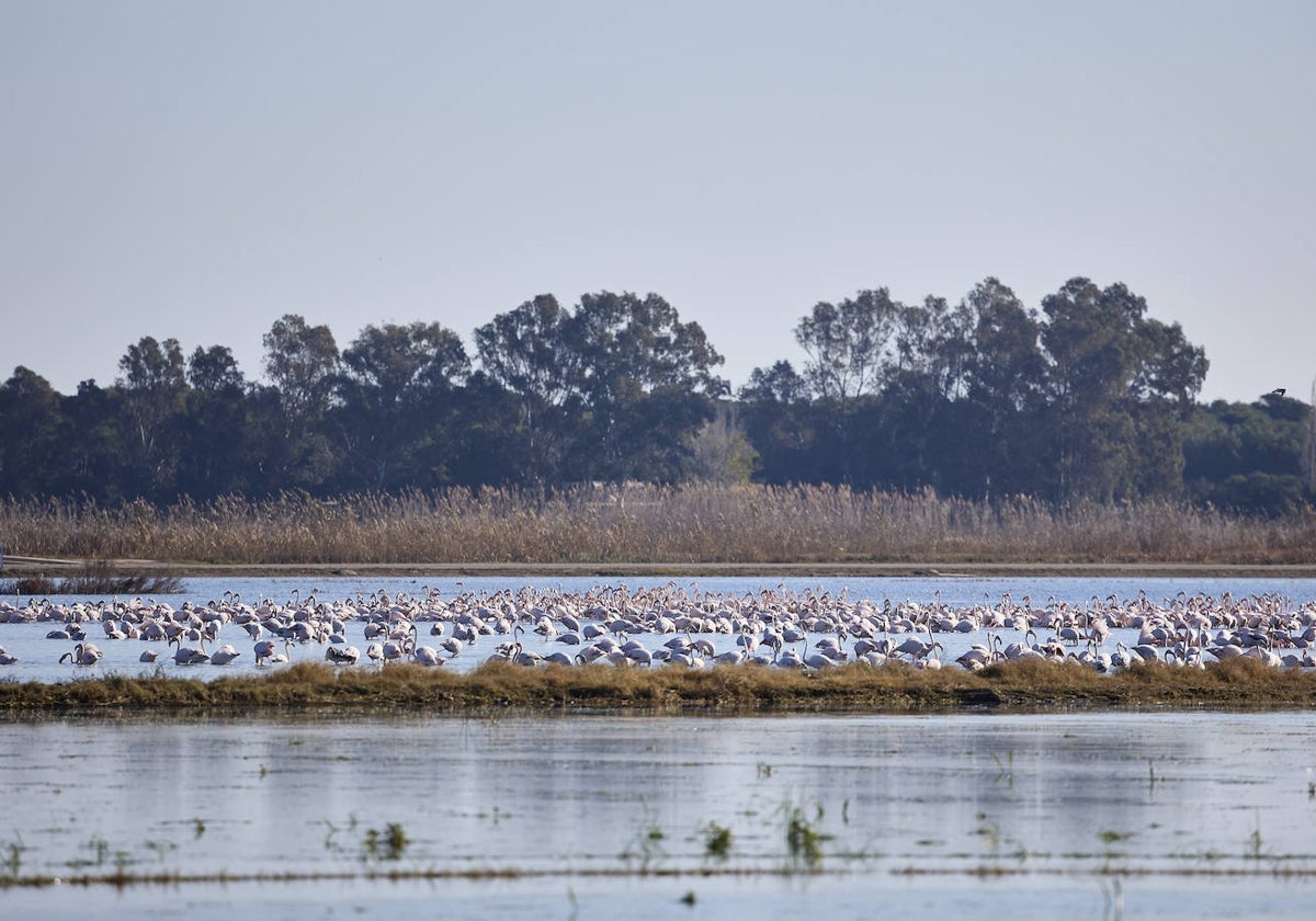 Flamencos en el parque durante este pasado fin de semana.