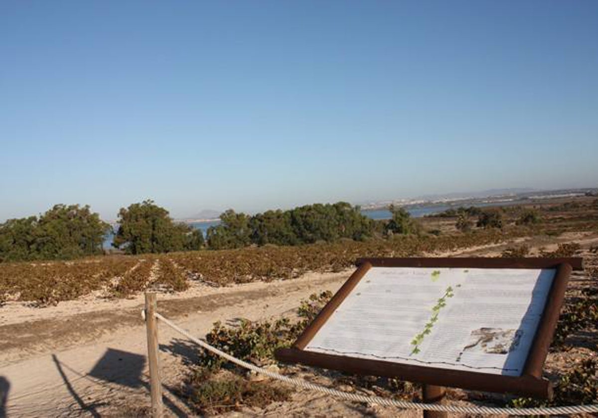 Visión panorámica del Parque Natural de Lagunas de La Mata.