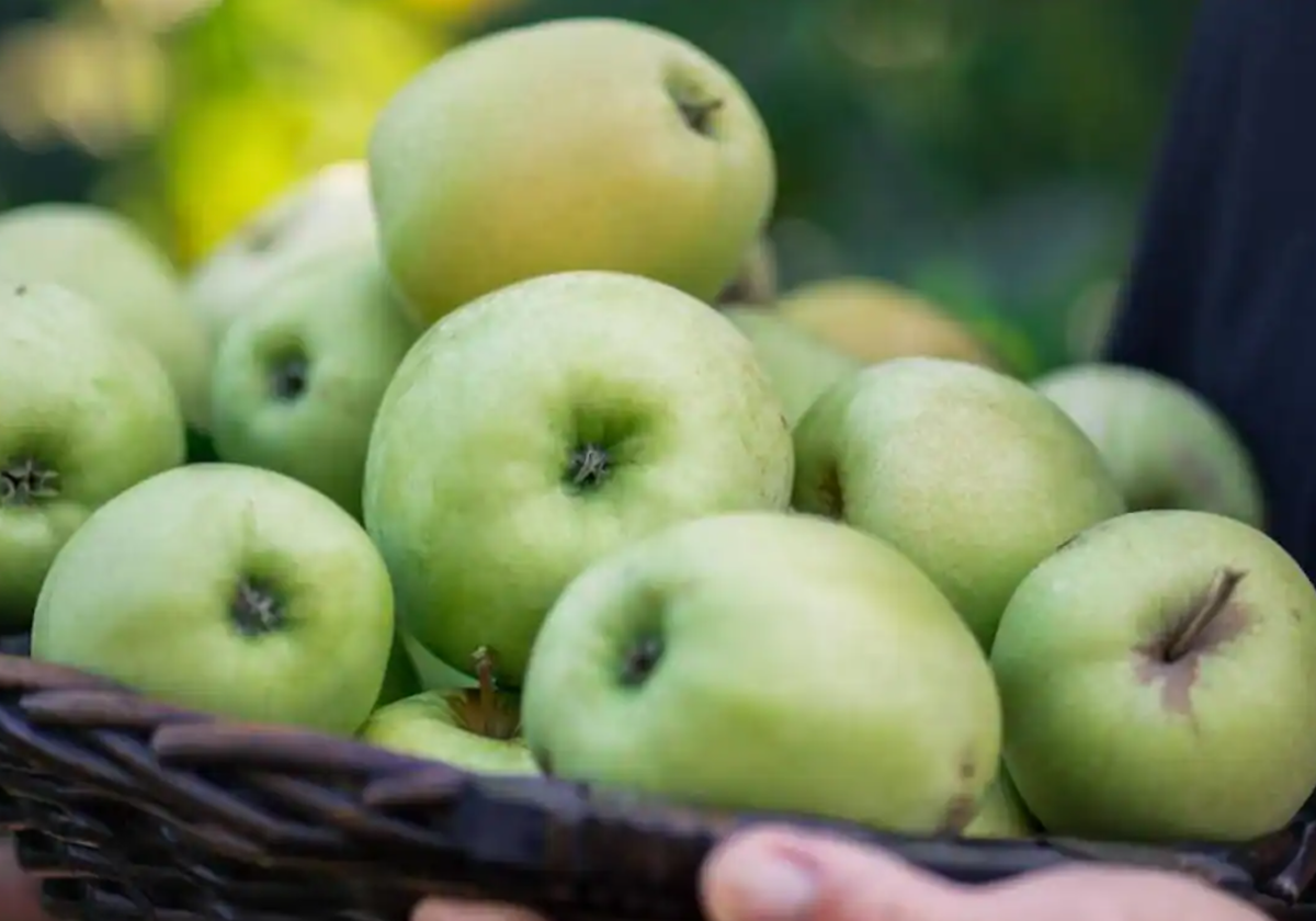 Las dos frutas que no debes comer si tomas paracetamol