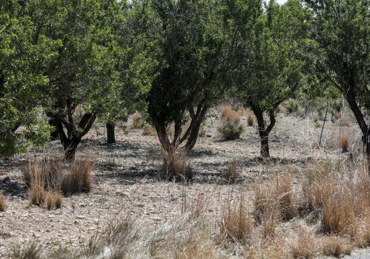 Indicios de sequía en un campo de olivos entre Chiva y Godelleta.