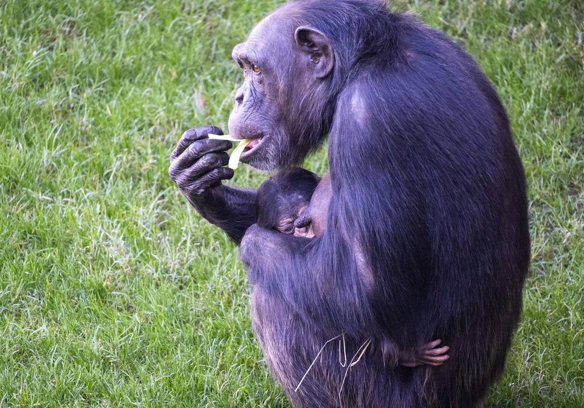 La cría de chimpancé junto a su madre.