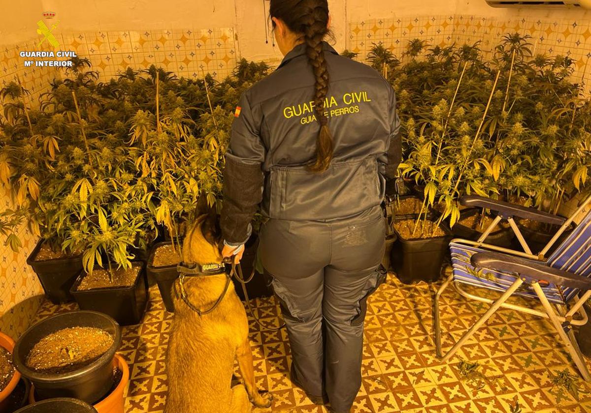 Plantas en el interior de la vivienda.