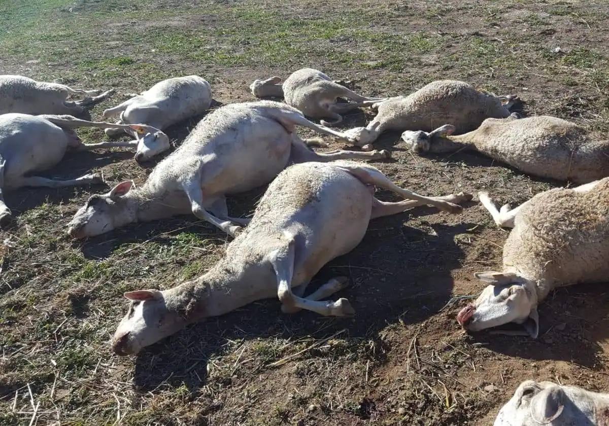 Las ovejas muertas por el ataque de lobos en Aras de los Olmos.