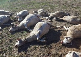 Las ovejas muertas por el ataque de lobos en Aras de los Olmos.