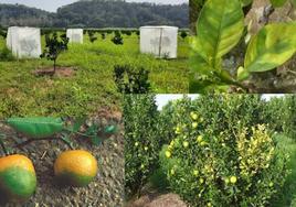 Excelente calidad de la producción ecológica valenciana.