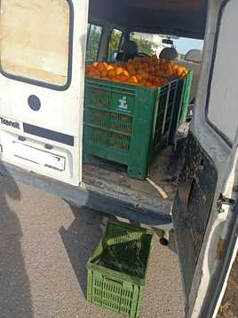 Naranjas recuperadas en uno de los controles.