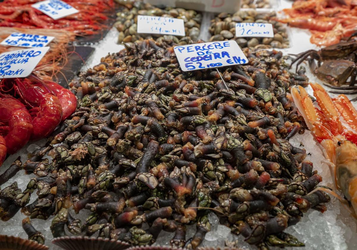 Percebes