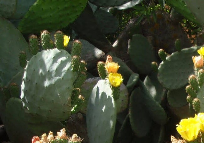 Alguna de la fauna típica de la zona.