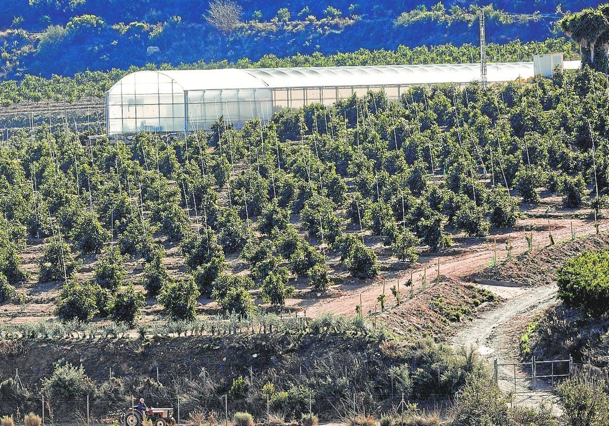 Plantación de aguacate en el término de Godelleta.