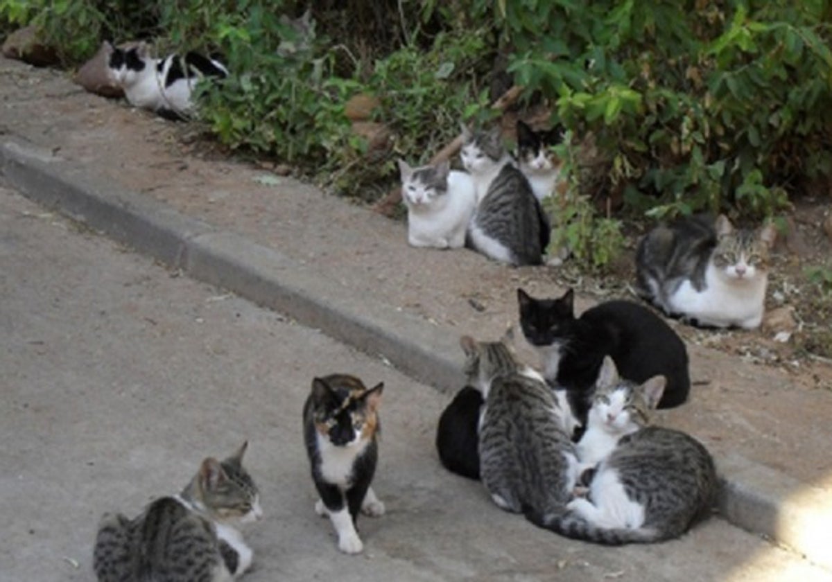 Colonia de gatos callejeros.