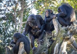 La cría de chimpancé, con su madre.