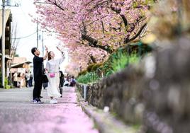 Las primeras flores de los cerezos de Japón