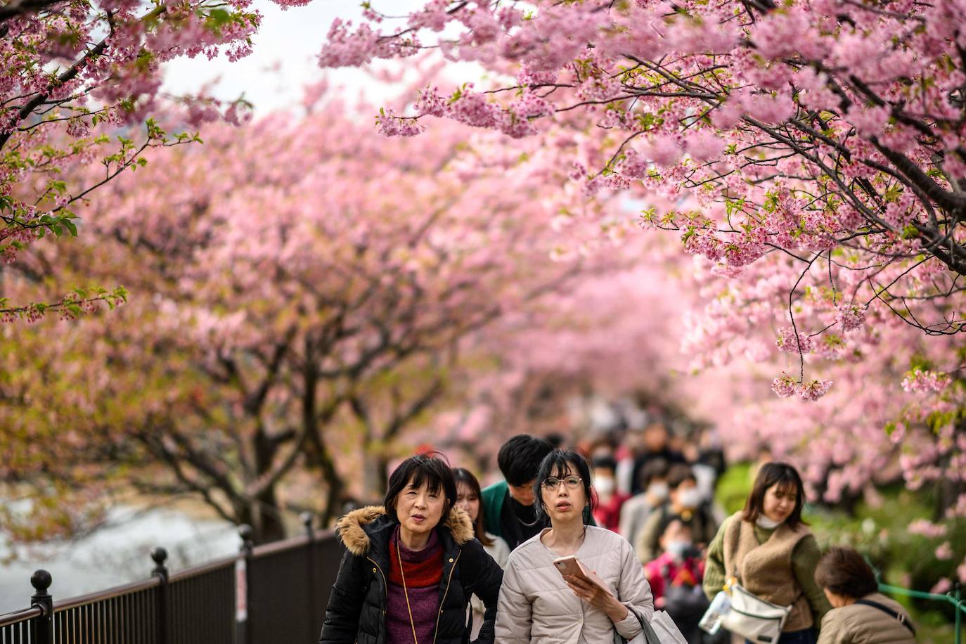 Las primeras flores de los cerezos de Japón