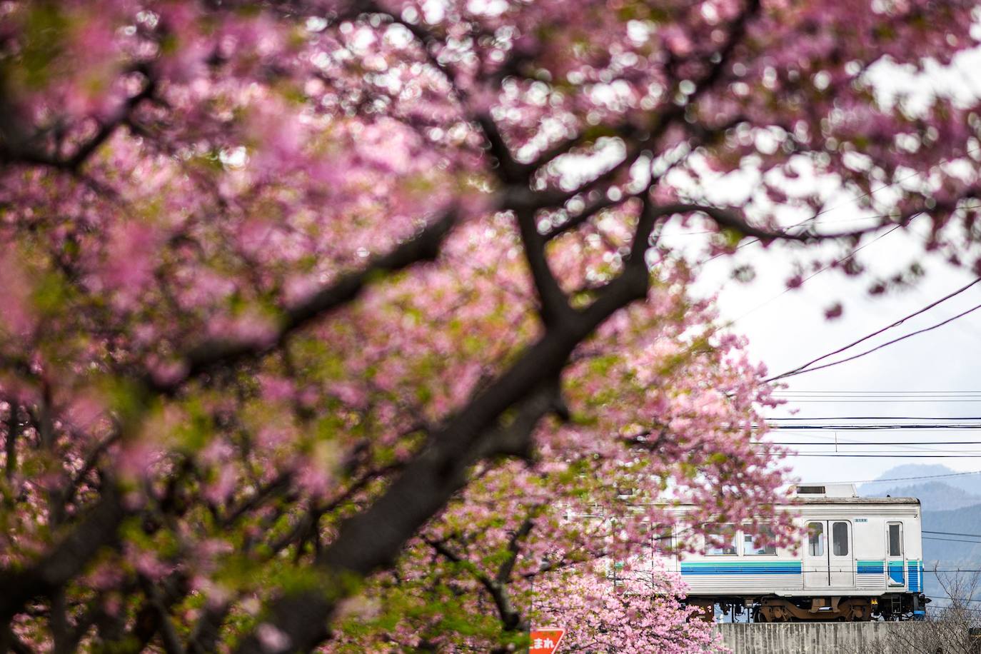 Las primeras flores de los cerezos de Japón