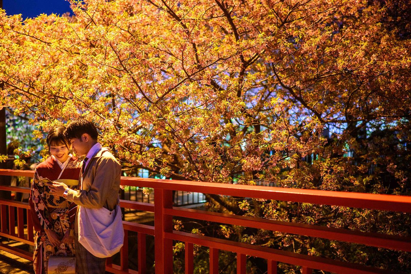 Las primeras flores de los cerezos de Japón