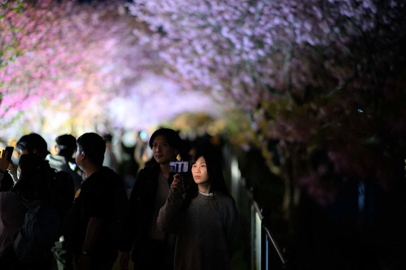 Las primeras flores de los cerezos de Japón