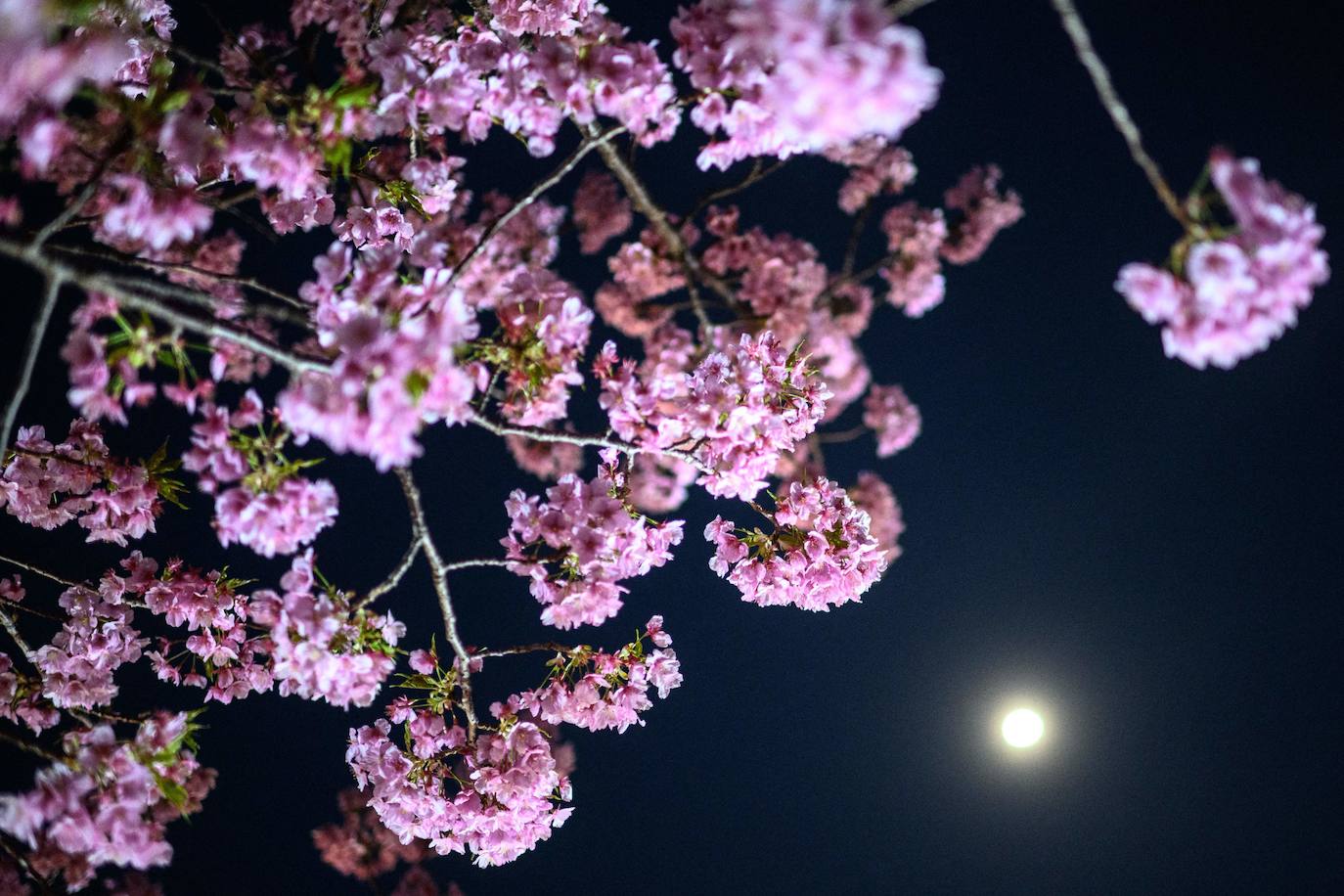 Las primeras flores de los cerezos de Japón