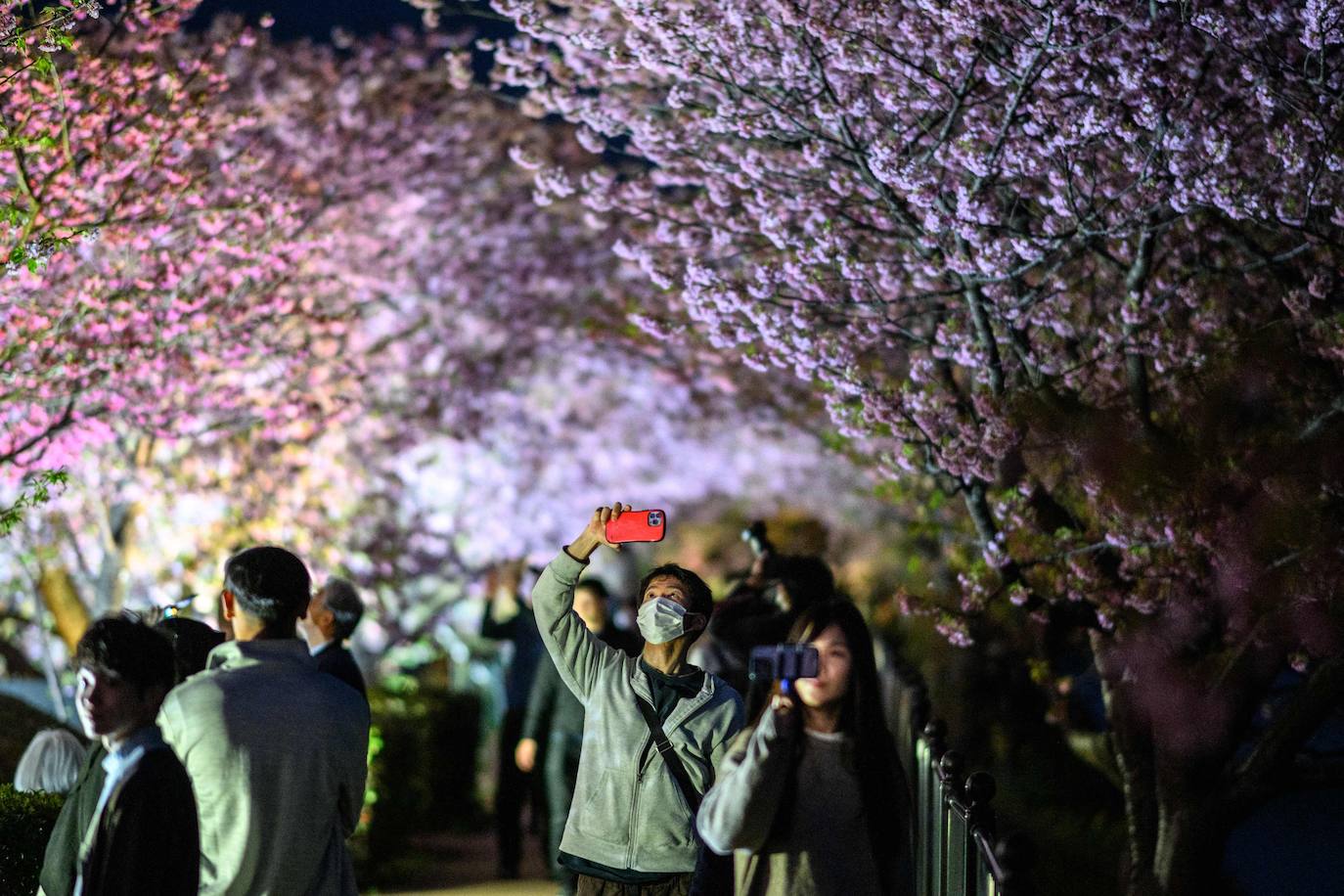 Las primeras flores de los cerezos de Japón