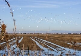 Campos de arroz en la Albufera.