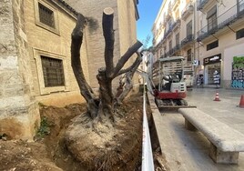 Retirada de los olivos situados junto a la Catedral de Valencia, en la calle Miguelete.