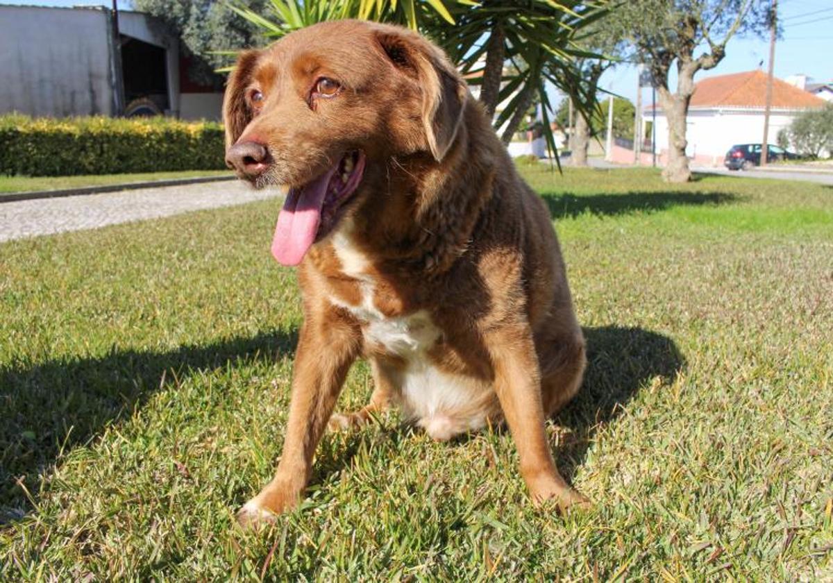 El perro, Bobi, que batió el récord de perro más viejo, en Conqueiros, Leiria, en una imagen de archivo.