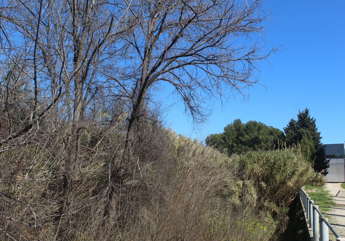 Barranco de Palmera a su paso por L'Alqueria de la Comtessa.