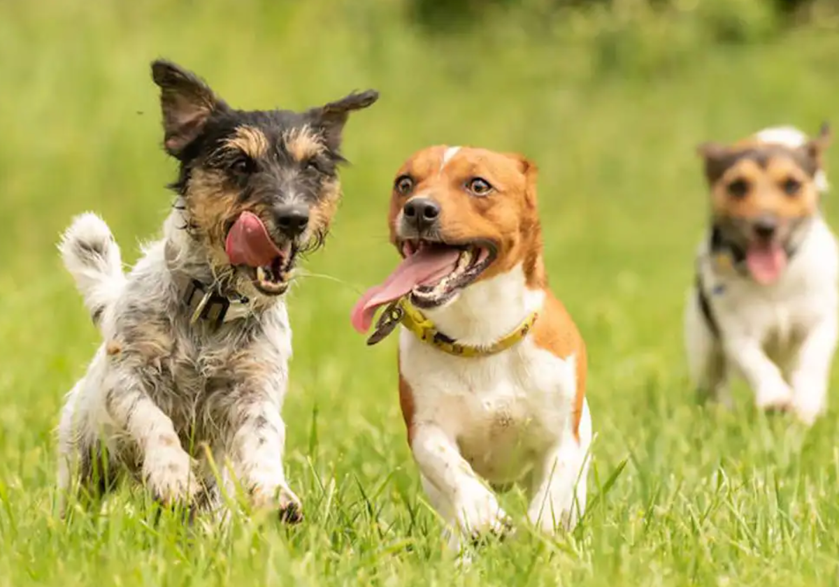 una raza de perro inteligente