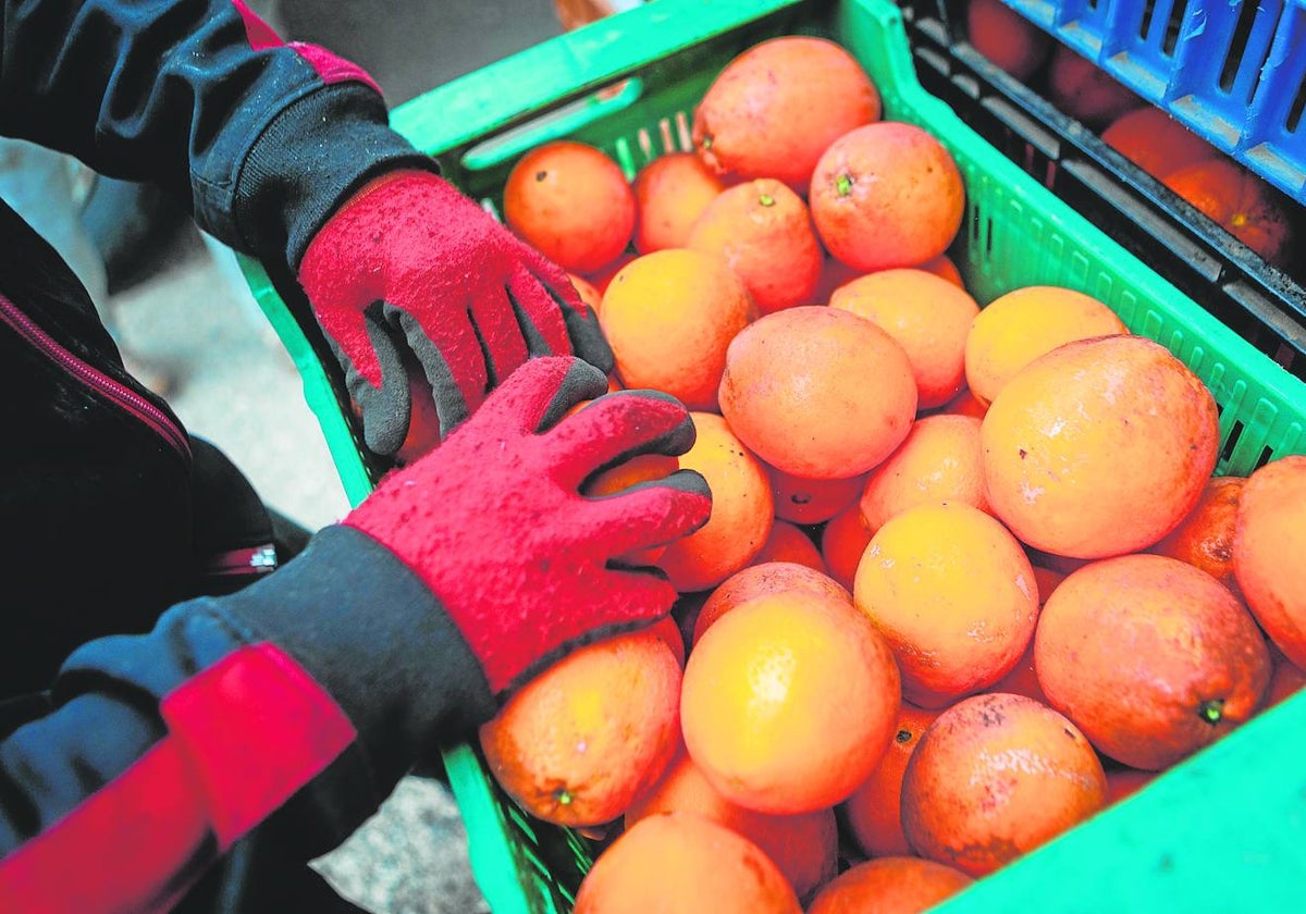 Campaña de recogida de naranjas.