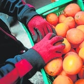 Bruselas detecta en dos meses 16 lotes de naranja contaminada en puertos europeos