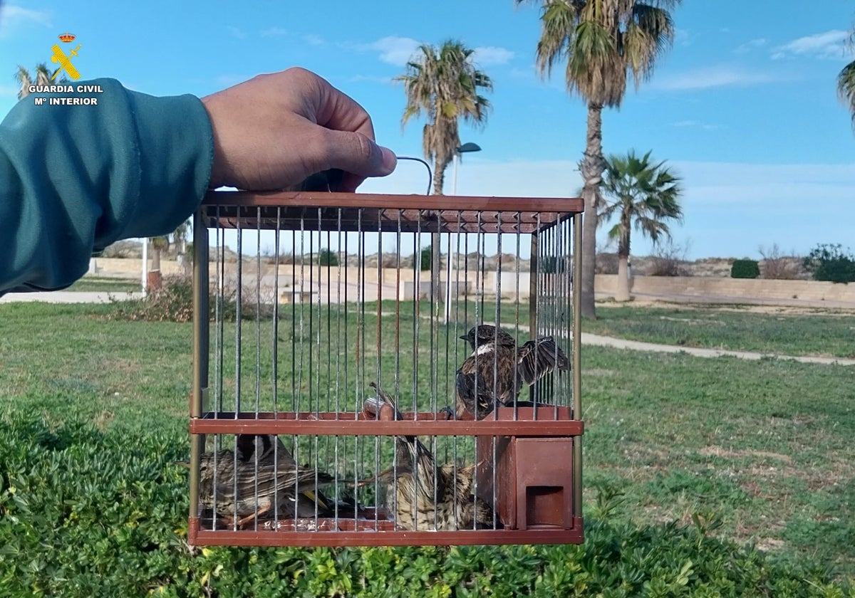 Una de las trampas que usaba el detenido en Daimús.