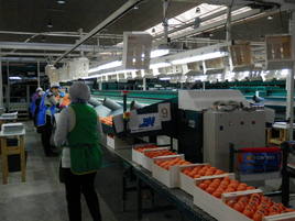 Mujeres en un almacén de fruta.