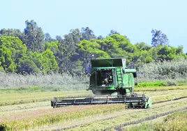 Recogida de arroz en Alfafar.