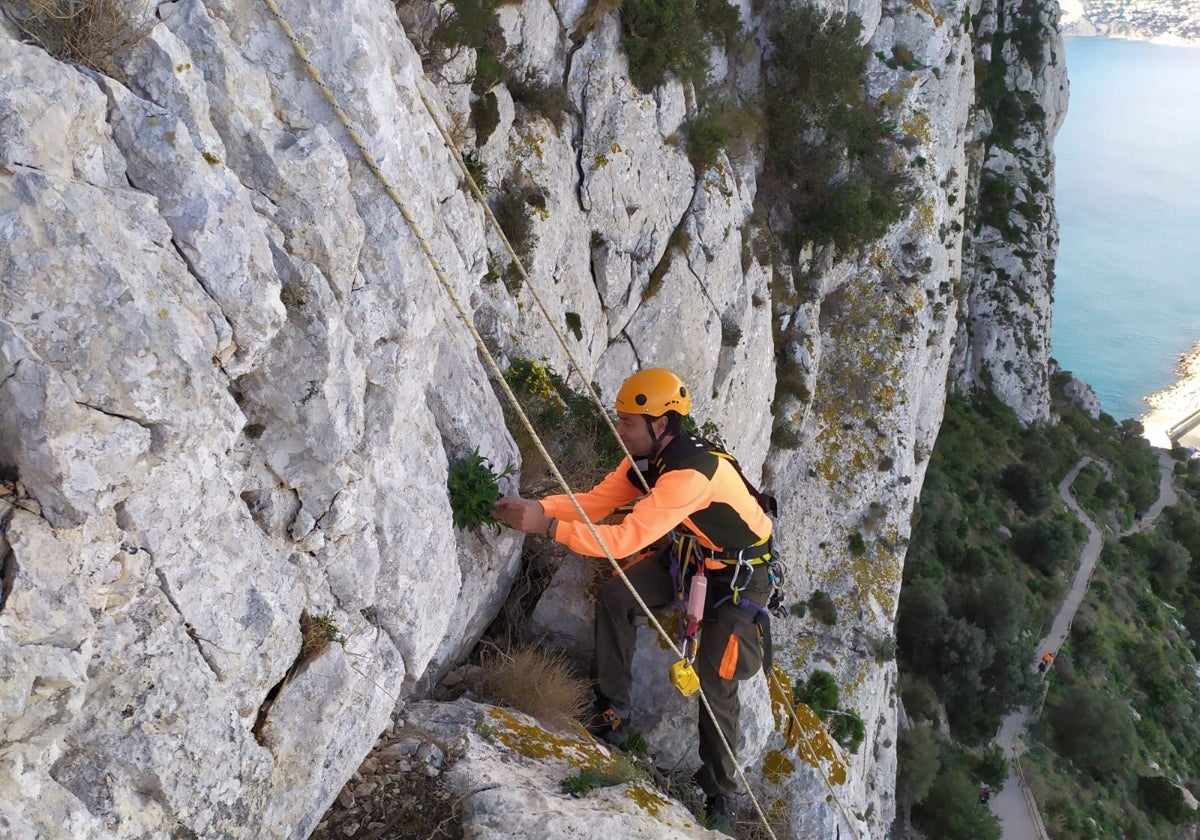 Ejemplar de Silene de Ifach en un acantilado.