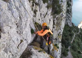 Ejemplar de Silene de Ifach en un acantilado.