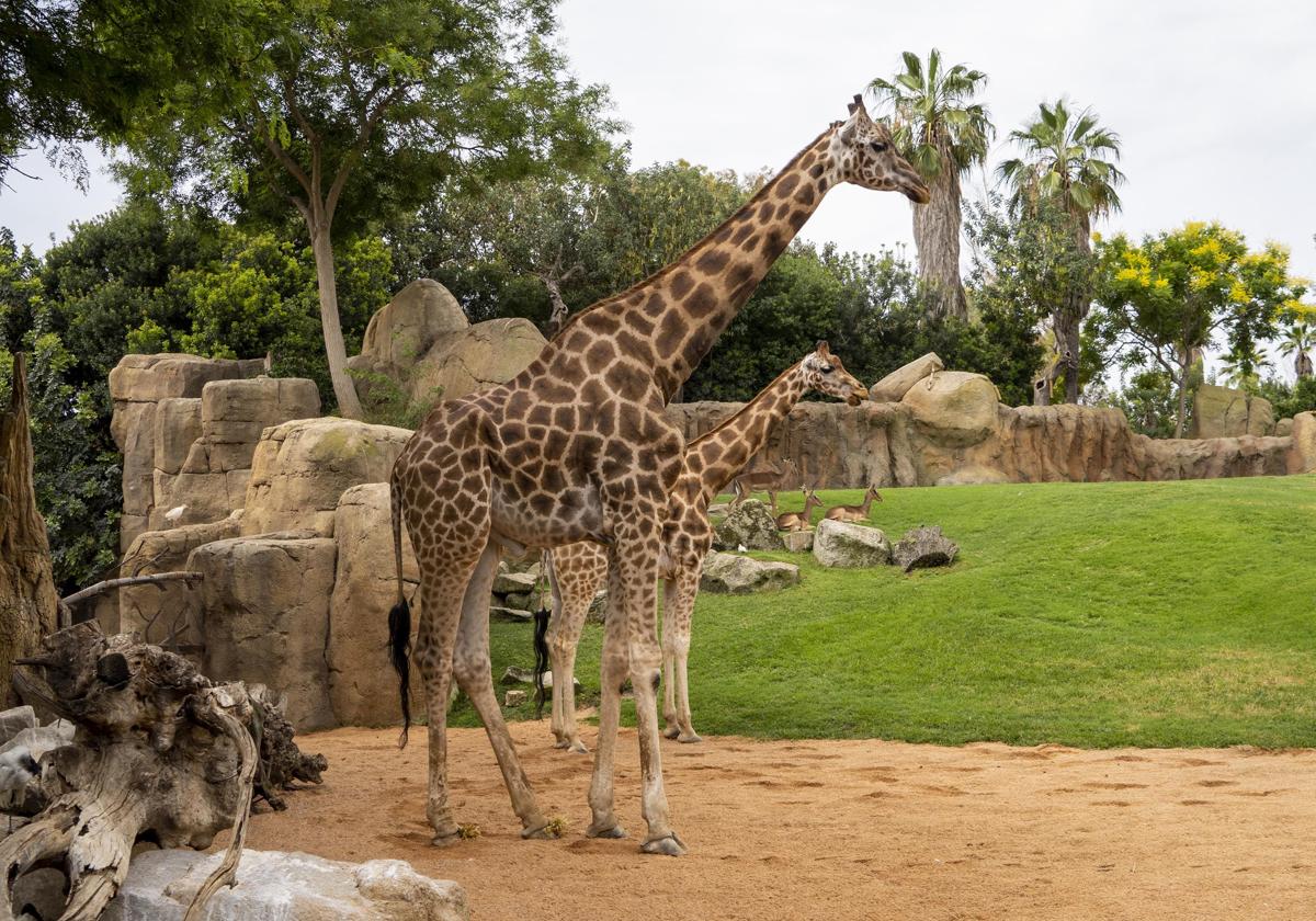 Muere Julio, la jirafa macho de Bioparc Valencia