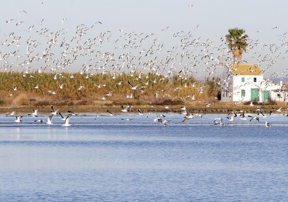 Una vista de los arrozales de la Albufera con un gran grupo de aves.