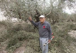 Remigio Ortolá poda sus olivos con 86 años. Es el mayor del pueblo con mayor índice de longevidad de la provincia de Valencia.