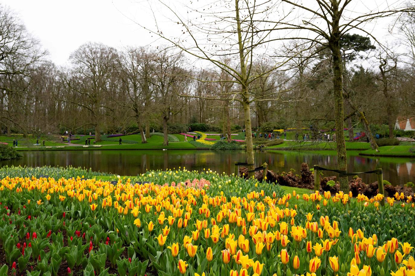 El mayor jardín de tulipanes del mundo abre sus puertas en primavera