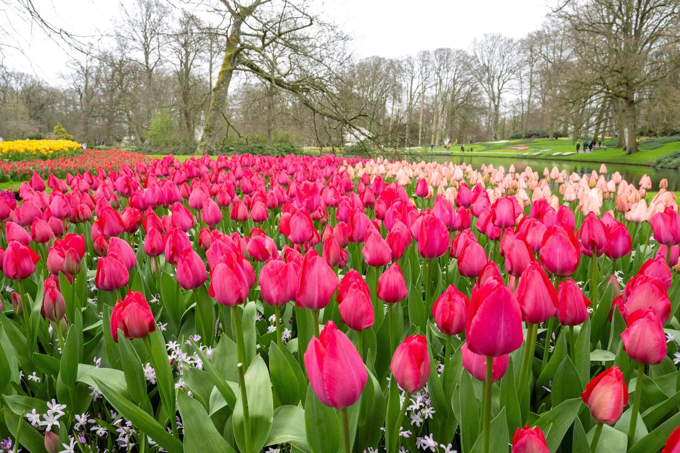 El mayor jardín de tulipanes del mundo abre sus puertas en primavera