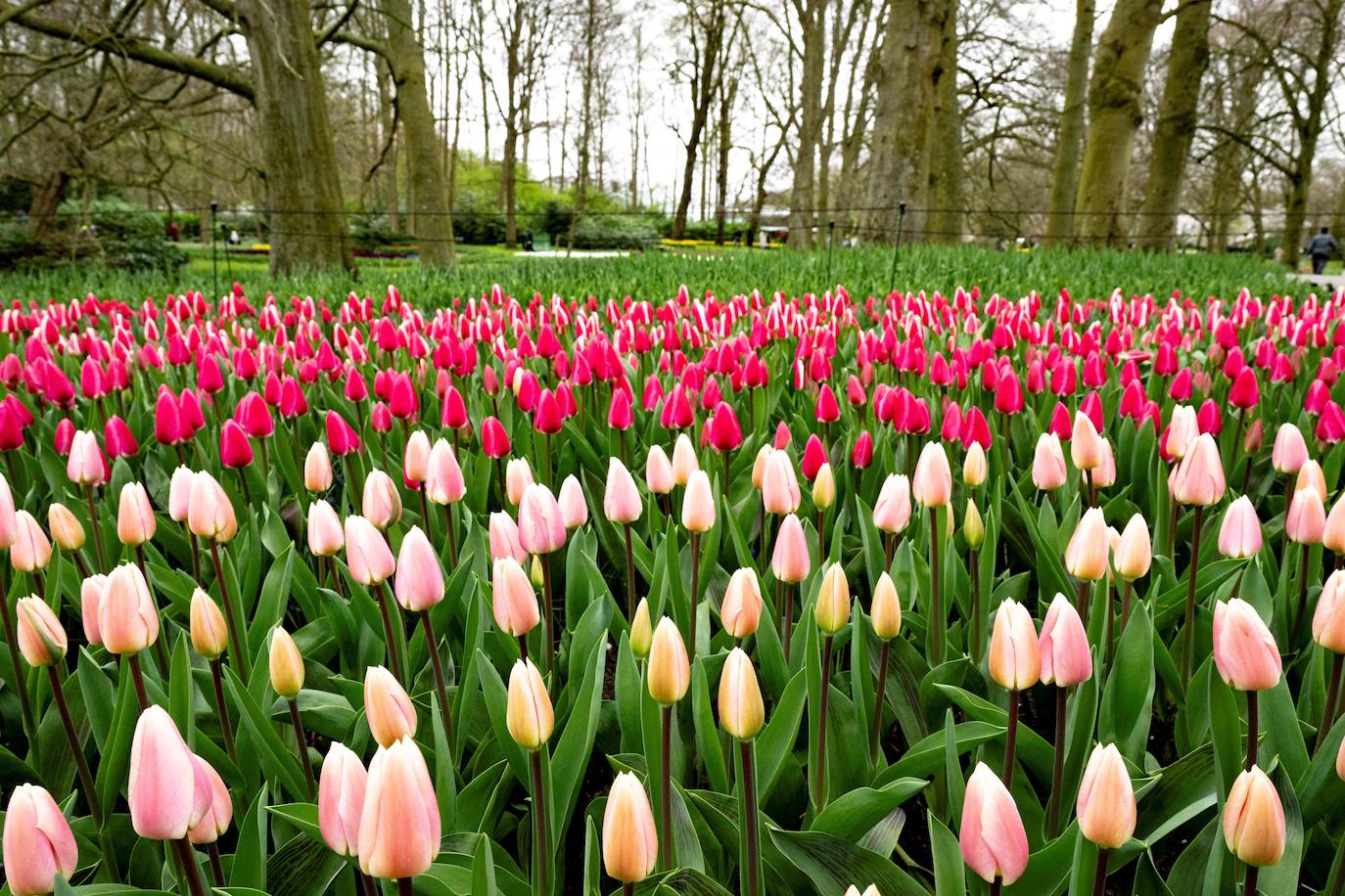 El mayor jardín de tulipanes del mundo abre sus puertas en primavera