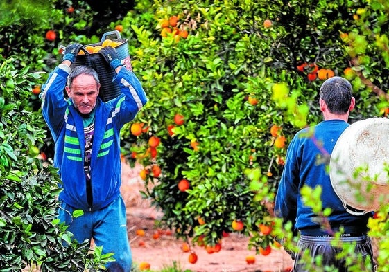 Recogida de naranjas.