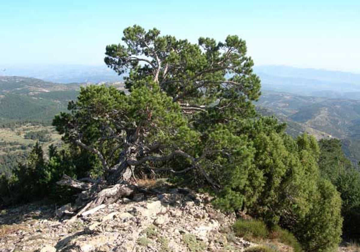 Instantánea desde la Ruta Verde del Penyagolosa.