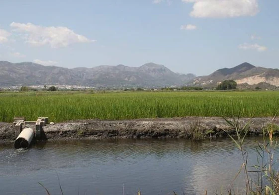 Imagen de archivo de los cultivos de arroz en el marjal.