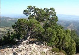 Instantánea desde la Ruta Verde del Penyagolosa.