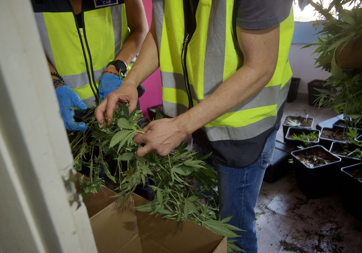 La Policía desmantela una plantación de marihuana.