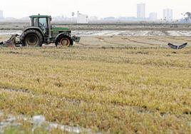 Un tractor labra los rastrojos de un arrozal en otoño.
