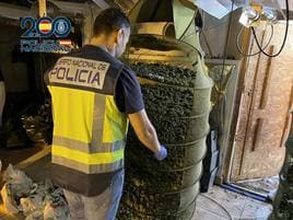 Agentes han incautado más de 2.500 plantas de marihuana.